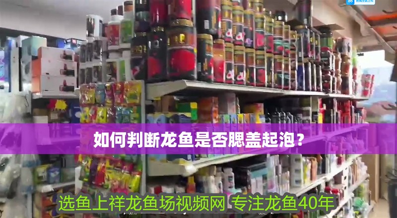 如何判斷龍魚是否腮蓋起泡？