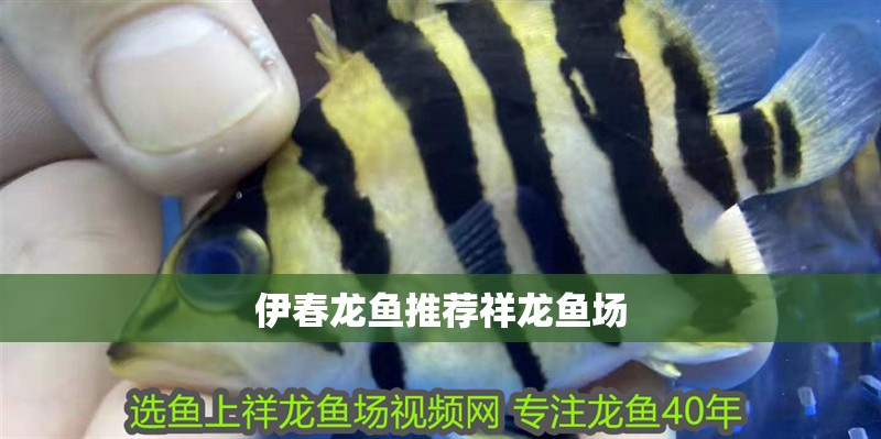 伊春龍魚推薦祥龍魚場