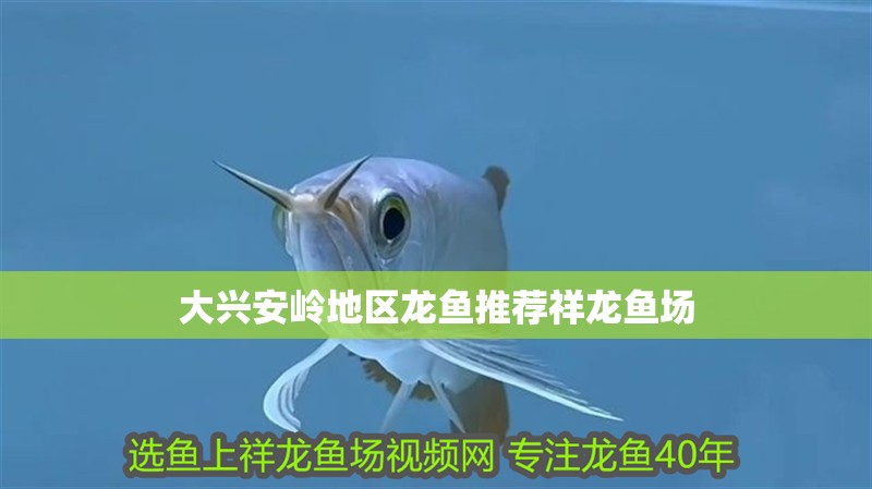 大興安嶺地區龍魚推薦祥龍魚場