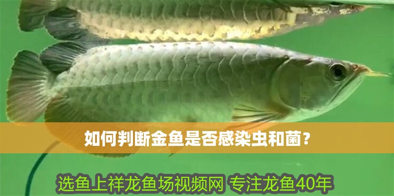 如何判斷金魚是否感染蟲和菌？