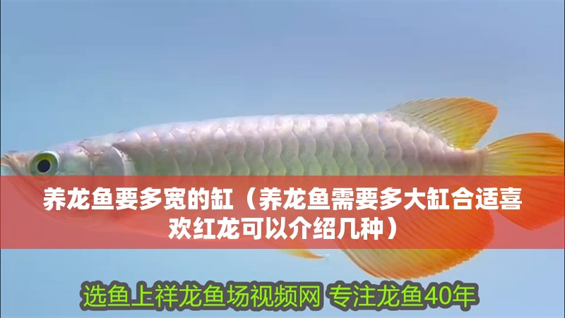 養龍魚要多寬的缸（養龍魚需要多大缸合適喜歡紅龍可以介紹幾種）
