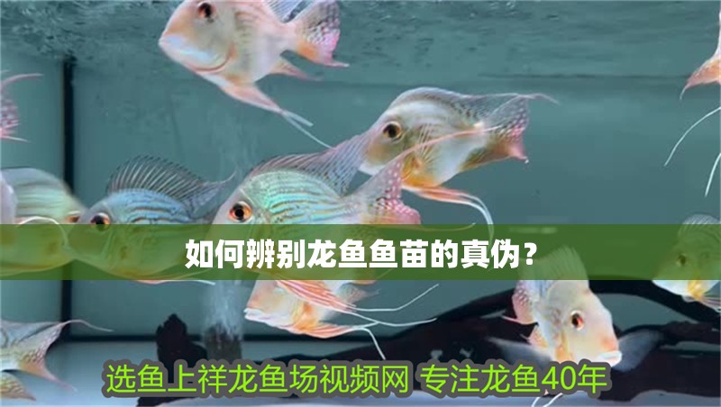 如何辨別龍魚魚苗的真偽？
