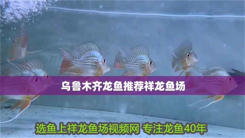 烏魯木齊龍魚推薦祥龍魚場