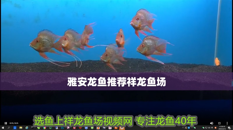 雅安龍魚推薦祥龍魚場(chǎng)