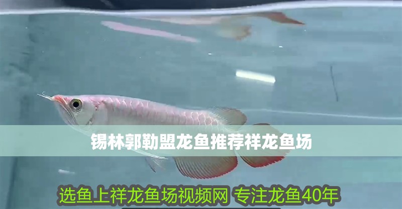 錫林郭勒盟龍魚推薦祥龍魚場