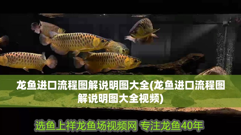 龍魚進(jìn)口流程圖解說明圖大全(龍魚進(jìn)口流程圖解說明圖大全視頻)