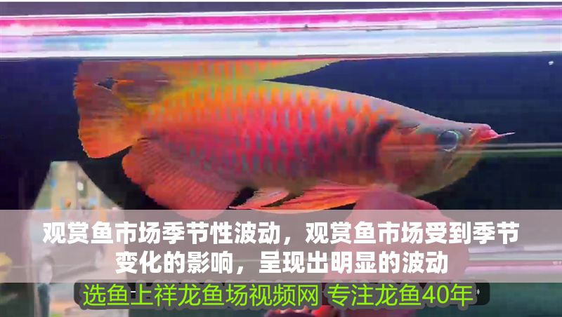 觀賞魚市場(chǎng)季節(jié)性波動(dòng)，觀賞魚市場(chǎng)受到季節(jié)變化的影響，呈現(xiàn)出明顯的波動(dòng)