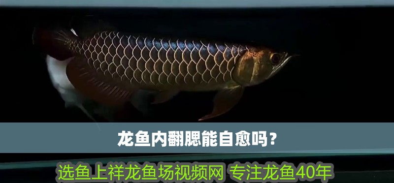 龍魚內(nèi)翻腮能自愈嗎？