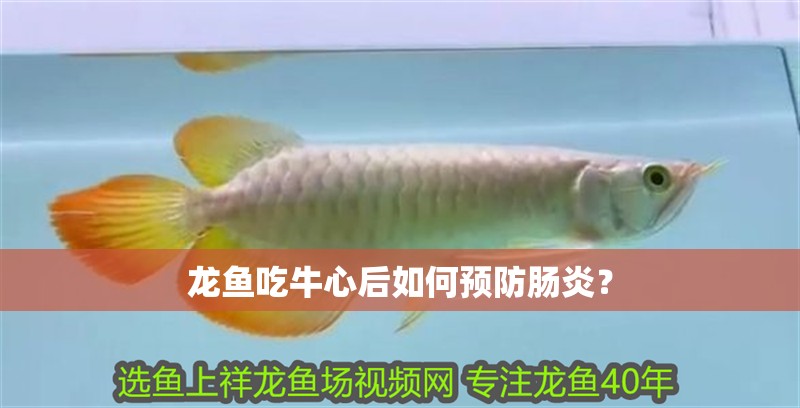 龍魚吃牛心后如何預防腸炎？