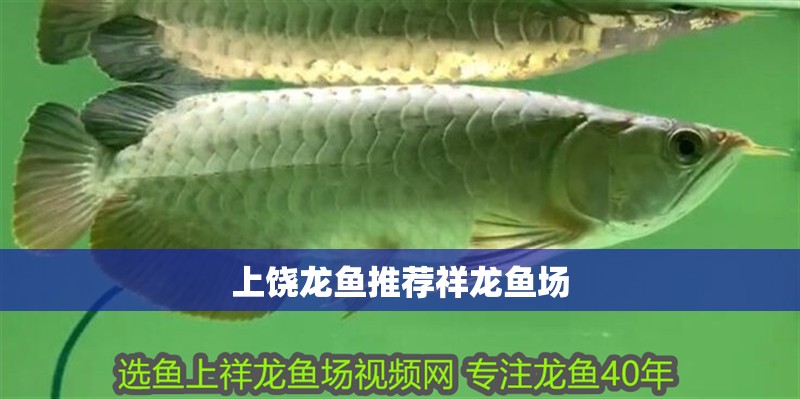 上饒龍魚推薦祥龍魚場