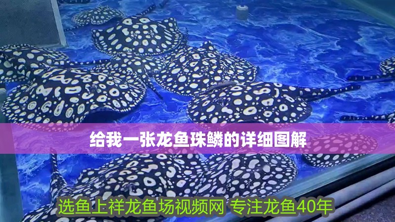 給我一張龍魚珠鱗的詳細圖解