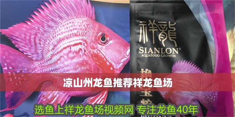 涼山州龍魚推薦祥龍魚場