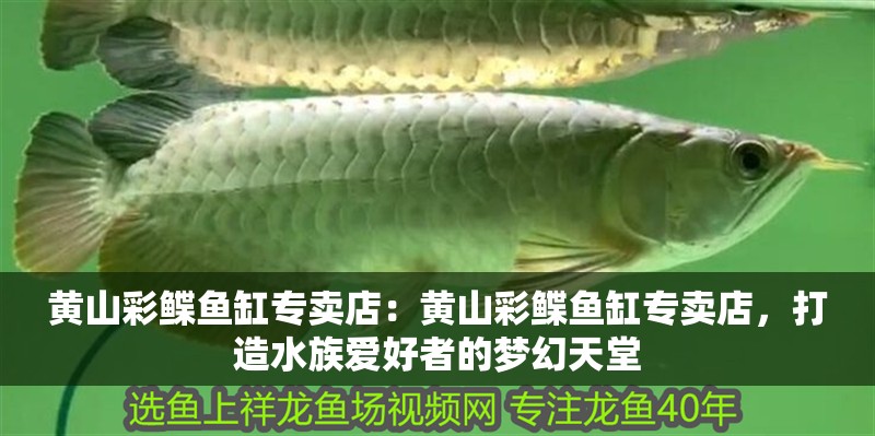 黃山彩鰈魚缸專賣店：黃山彩鰈魚缸專賣店，打造水族愛好者的夢幻天堂