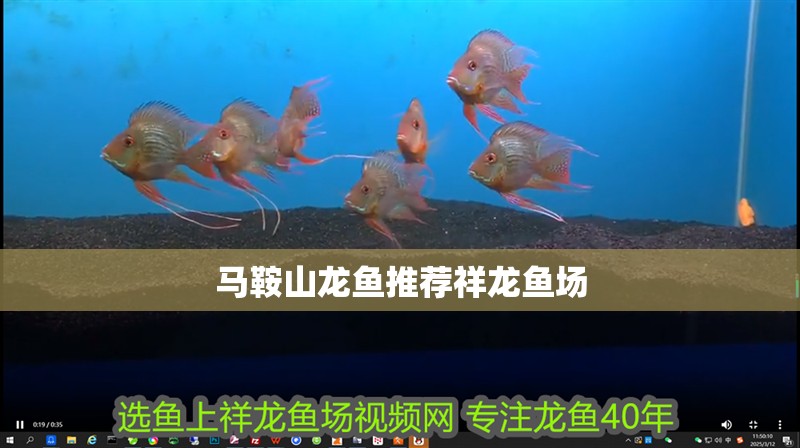馬鞍山龍魚推薦祥龍魚場