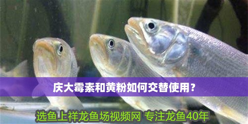 龍魚干蝦有營養嗎 慶大霉素和黃粉如何交替使用? 龍魚百科 慶大霉素和黃粉如何交替使用? 慶大霉素和黃粉如何交替使用? 龍魚百科