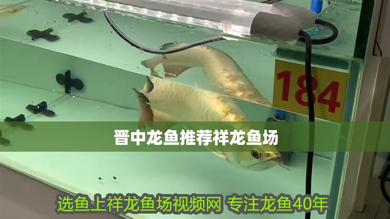 晉中龍魚推薦祥龍魚場