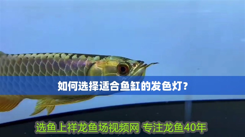 如何選擇適合魚缸的發色燈？