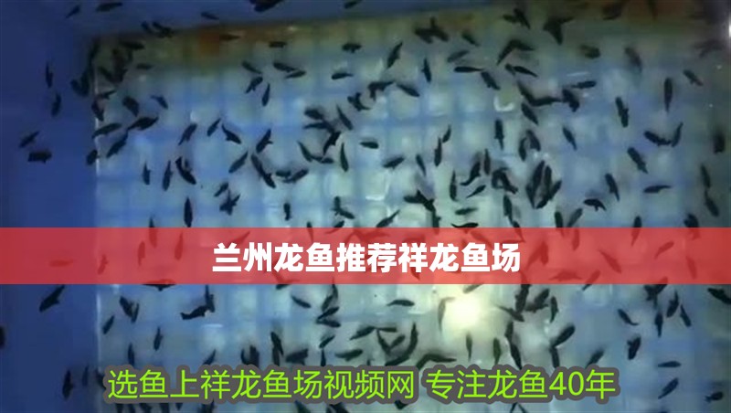 蘭州龍魚推薦祥龍魚場