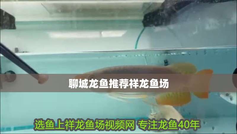 聊城龍魚推薦祥龍魚場