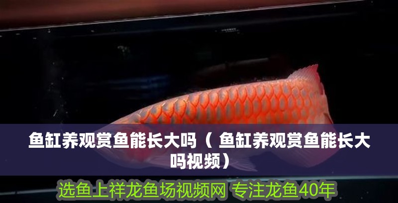 魚缸養(yǎng)觀賞魚能長大嗎（ 魚缸養(yǎng)觀賞魚能長大嗎視頻）