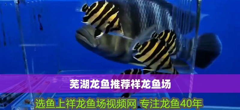蕪湖龍魚推薦祥龍魚場