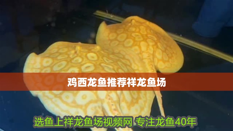 雞西龍魚推薦祥龍魚場