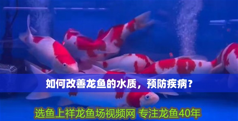 如何改善龍魚(yú)的水質(zhì)，預(yù)防疾病？