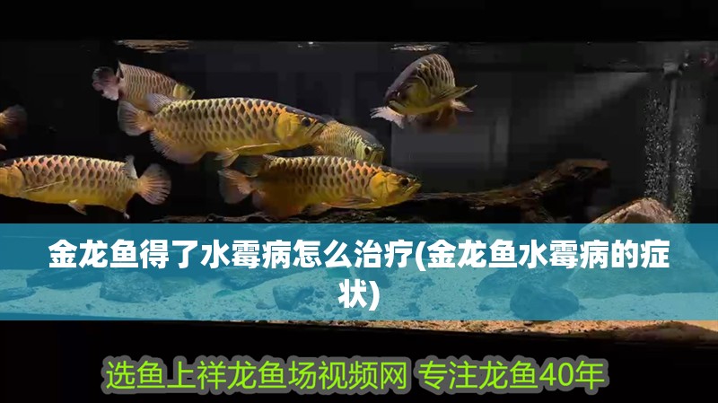 金龍魚(yú)得了水霉病怎么治療(金龍魚(yú)水霉病的癥狀)