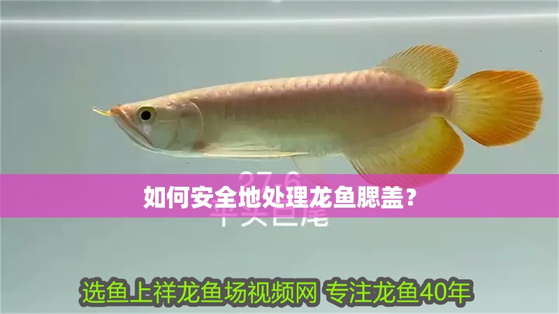 如何安全地處理龍魚腮蓋？