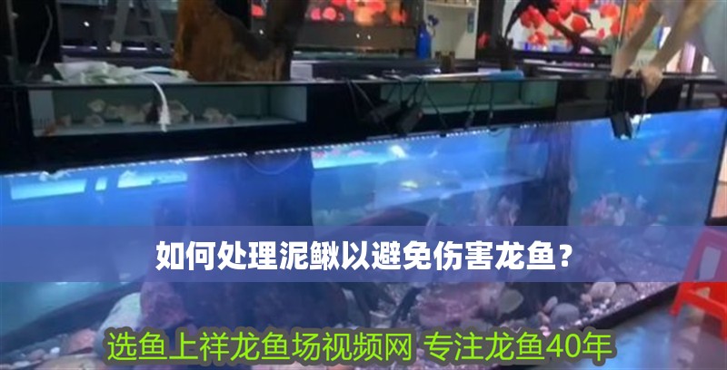 如何處理泥鰍以避免傷害龍魚？