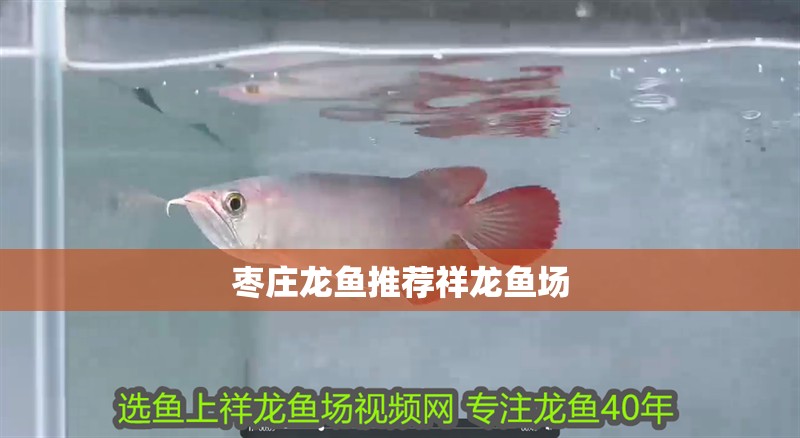 棗莊龍魚推薦祥龍魚場
