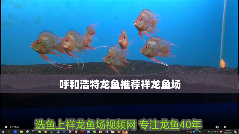 呼和浩特龍魚推薦祥龍魚場