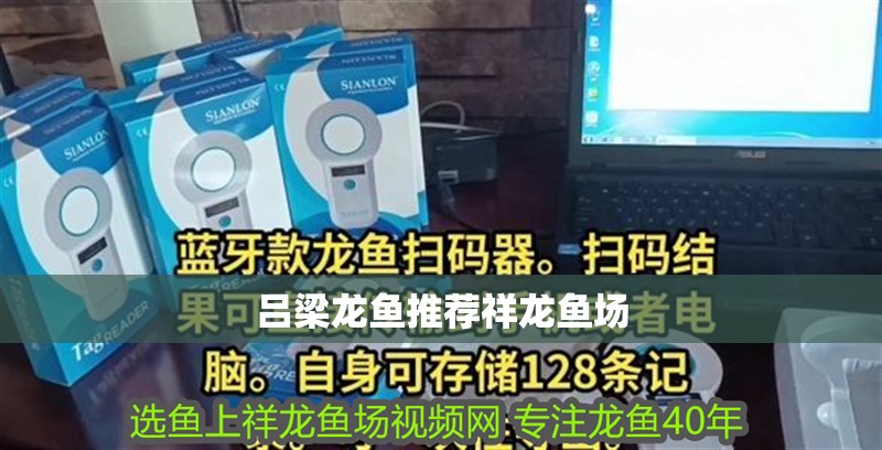 呂梁龍魚推薦祥龍魚場(chǎng) 呂梁龍魚推薦祥龍魚場(chǎng) vs祥龍魚場(chǎng)