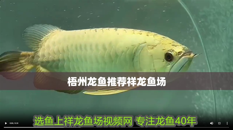 梧州龍魚推薦祥龍魚場