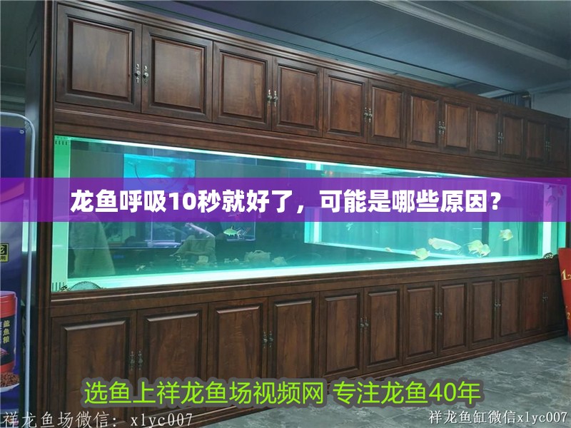 龍魚呼吸10秒就好了，可能是哪些原因？