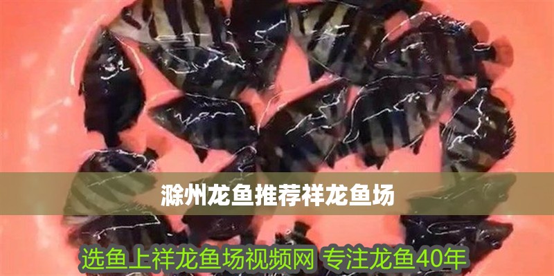滁州龍魚推薦祥龍魚場