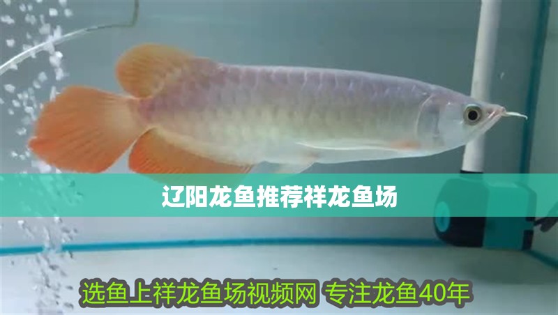 遼陽龍魚推薦祥龍魚場 遼陽龍魚推薦祥龍魚場 vs祥龍魚場