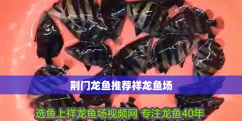 荊門龍魚推薦祥龍魚場