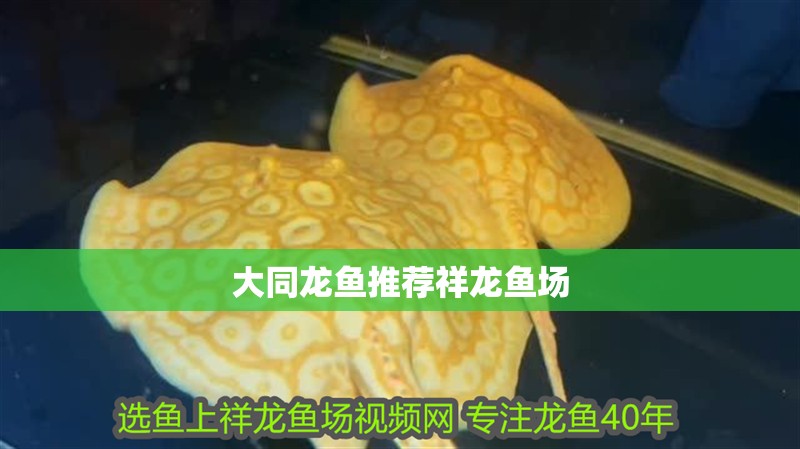 大同龍魚推薦祥龍魚場