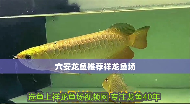 六安龍魚推薦祥龍魚場