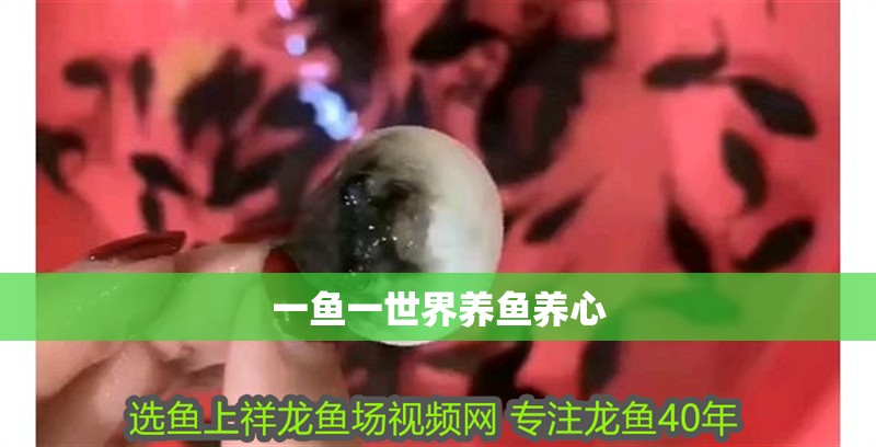 一魚一世界養魚養心