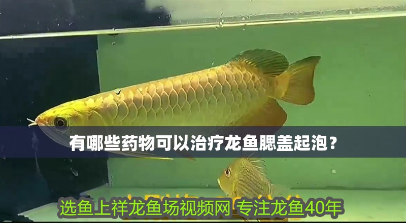 有哪些藥物可以治療龍魚腮蓋起泡？
