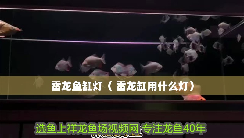 雷龍魚缸燈（ 雷龍缸用什么燈） 雷龍魚缸燈（ 雷龍缸用什么燈） 觀賞魚百科