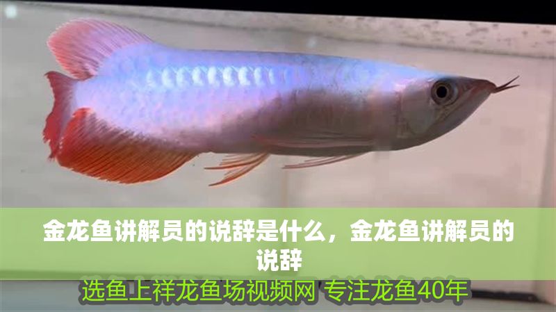 金龍魚講解員的說辭是什么，金龍魚講解員的說辭