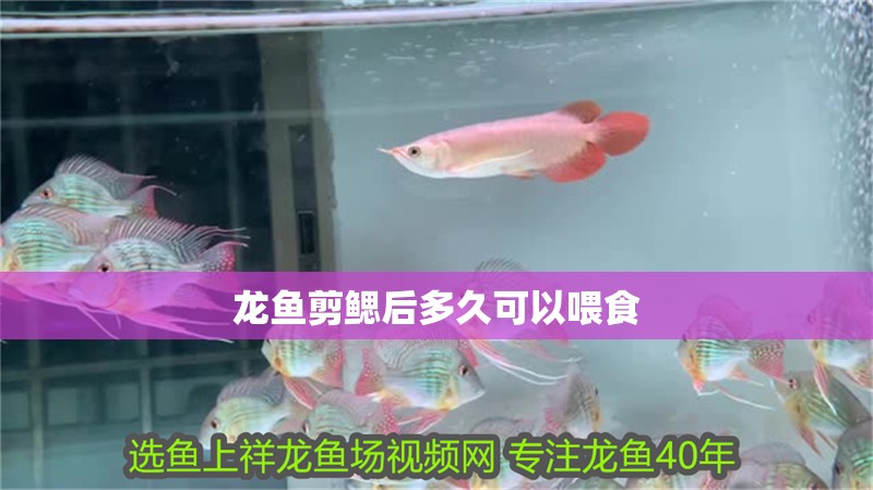 龍魚剪鰓后多久可以喂食
