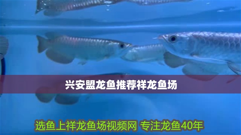 興安盟龍魚推薦祥龍魚場
