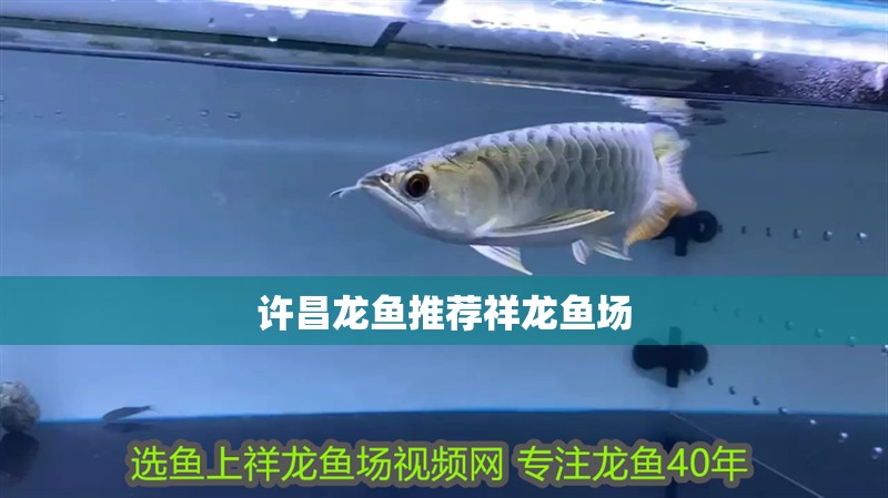 許昌龍魚推薦祥龍魚場