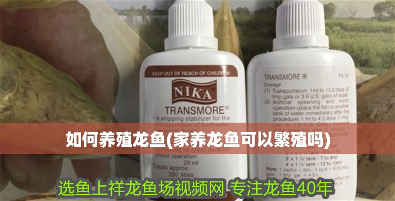 如何養殖龍魚(家養龍魚可以繁殖嗎) 如何養殖龍魚(家養龍魚可以繁殖嗎) 觀賞魚百科