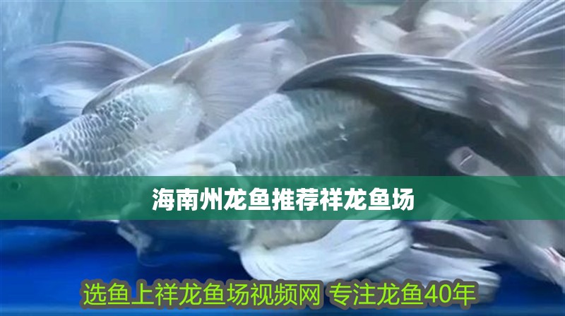 海南州龍魚推薦祥龍魚場