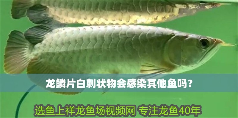 龍鱗片白刺狀物會(huì)感染其他魚(yú)嗎？